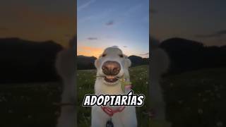 A QUE PERRO ADOPTARÍAS 🐶 [upl. by Etnoek]