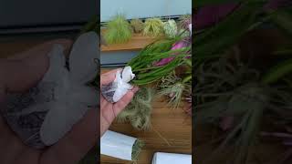 Unboxing but not showing the plantsEvil 🤣 tillandsia bromeliad airplants plants philippines [upl. by Columbyne]