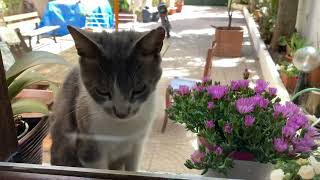 Genaro the hungrygreedy stray cat Santa Teresa Gallura Sardinia Italy 3042024 [upl. by Letsirhc750]