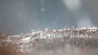 Wildtierfotografie Vlog Steinböcke  Überraschende Begegnung auf dem Niederhorn [upl. by Dieter]