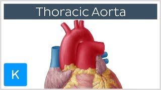 Thoracic Descending Aorta Anatomy amp Branches  Kenhub [upl. by Mcintosh]