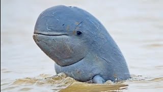 Irrawaddy dolphin facts [upl. by Brand263]