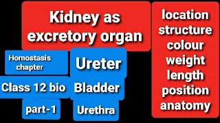 kidney as Excretory organ Kidney StructureAnatomylocationprotectionhomostasis 12 classpart 1 [upl. by Tecu]