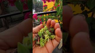 balsam flowers plant ke seeds collect kayse kreyoutubeshorts balsam seeds [upl. by Nygem821]