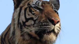 Tiger Temple Thailand  Wayha just chilling [upl. by Iru]