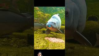 fishing fishsmart carpfishing fish carp fishinglife beautiful video [upl. by Abehshtab286]