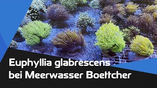 Euphyllia glabrescens in der Vorstellung bei Meerwasser Boettcher [upl. by Petey712]