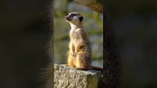 Why Do Meerkats Stand Like This 🤔🐾 wildlife creaturesfacts dogbreed [upl. by Gnilrac]