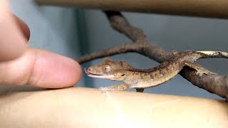 Cute friend crested gecko lizard [upl. by Enatan]