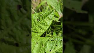 Katydid Cleaning its Antennae insects nature naturelovers entomology [upl. by Leary]