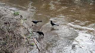 3 Male Boat Tailed Grackles Pick Food from Flooded Lake Jesup Live Oaks in Water at Overlook Park [upl. by Rachaba]