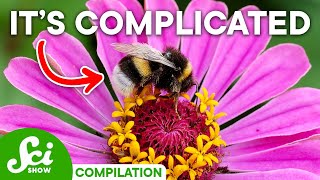 Why Insects amp Plants Have a Complicated Relationship [upl. by Euphemiah5]