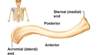 Thoracic Cage amp Ribs Anatomy amp Intro to Appendicular Skeleton [upl. by Kristan887]