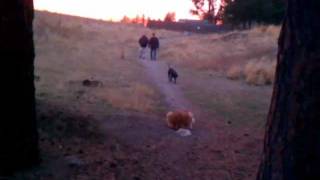 Leonberger sneak attack at sunset [upl. by Fenelia]