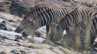 Zebras about to cross a river full of crocodiles and hippos [upl. by Nairret]