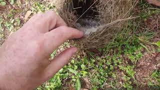 Redbrowed finch nest [upl. by Niamert]