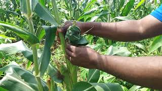 Indigenous method of Protecting Maize against Weever Birds in Ghana [upl. by Nikkie]