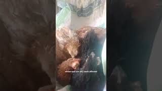 Coryza Worse Eye infection treatment Part 1 chicken hatchingchickeneggs coryza infection birds [upl. by Yesnik]