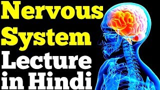 Nervous System in Hindi Diagram Functions [upl. by Rats]