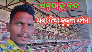 ଲେଅର କୁକୁଡ଼ା ଫାର୍ମ  ଅଣ୍ଡା ଦିଆ କୁକୁଡ଼ା ଫାର୍ମ  Start Layer Poultry Farming in Odisha  Egg Farm [upl. by Bhatt]