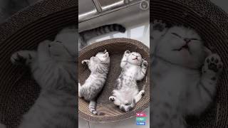 Tingkah lucu kucing part21 fypシ゚viral funny viralshort kucinglucu [upl. by Broddie]