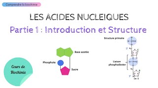 ACIDES NUCLEIQUES  INTRODUCTION ET STRUCTURE  Biochimie Facile [upl. by Eidualc830]