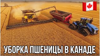 УБОРКА ПШЕНИЦЫ В КАНАДЕ🇨🇦 Саскачеван Канада глазами украинца MYAGROTOURS [upl. by Hentrich883]