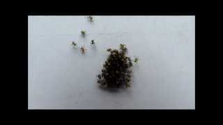 Baby Spiders Nest Egg [upl. by Gadmann]