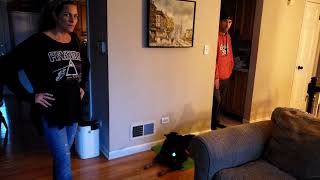 How I Work Through Over Excitement amp Anxiety With An Unsocialized Dog Pt 4 [upl. by Mikey]