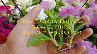 How To Grow Petunia From Cuttings  petunia propagation  petunia care [upl. by Mariand]