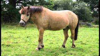 petit poney officiel clip [upl. by Suilmann181]