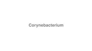 How to Pronounce quotCorynebacteriumquot [upl. by Slrahc905]