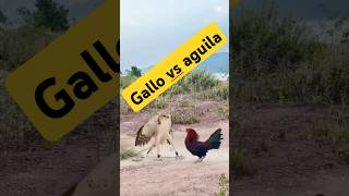 Le fallo al águila leyvafamilyvlog gallos águila campo rancho pelea viralshorttips trending [upl. by Zendah]