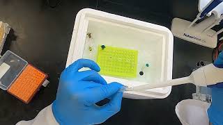 Polymerase Chain Reaction PCR [upl. by Nirrok]