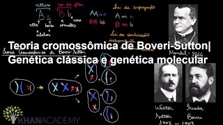 Teoria cromossômica de BoveriSutton Genética clássica e genética molecular Biologia Khan Academy [upl. by Lal]