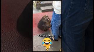 Funny Monkey Mind Voice monkey funny comedy shorts shortsfeed dubbing funnyanimals [upl. by Tarryn]