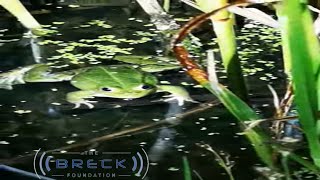 Non Native Frogs In The UK Awesome Find [upl. by Rona]