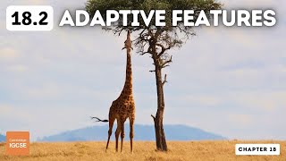 IGCSE Biology  Adaptive features 182 [upl. by Kenon]