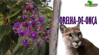 Cultive essa linda planta brasileira Pleroma heteromallumTibouchina heteromalla [upl. by Aikehs]