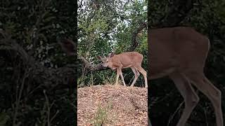 Grace on the Hillside Deer Dining on Lush Leaves wildlife deer nature forestdeer deerwatching [upl. by Bart]