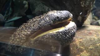 Japanese Giant Salamander Yawn [upl. by Hasen376]