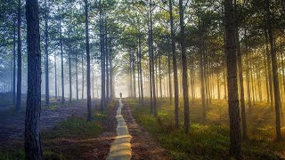 Healing Rain Sound  Sleep Study Focus Forest [upl. by Neddie267]