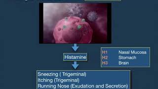 Allergic Rhinitis Lecture [upl. by Ecirtnuahs]