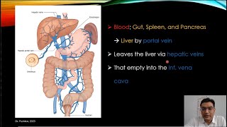 Splanchnic circulation  Portal  Liver sinusoids  Reticuloendothelial system [upl. by Mundford]