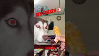 Did he loved kfc chicken  🫤321husky ashortaday minivlog shorts [upl. by Paryavi]