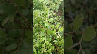 Ziziphus mauritiana is a spiny evergreen shrub birds mayurbhanj conservation cuttack [upl. by Nuoras]