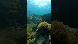 Maldives Snorkeling Tour Vibrant Reefs amp Sea Creatures [upl. by Coretta81]