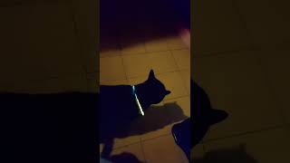 Varitas de luz neon para mis gatos parte 3 [upl. by Attehcram299]