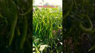 VNR seeds chilli farming vegetablefarming96 vegetable [upl. by Salvay]