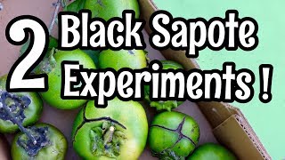 Two Experiments with Black Sapote [upl. by Aitnahs]